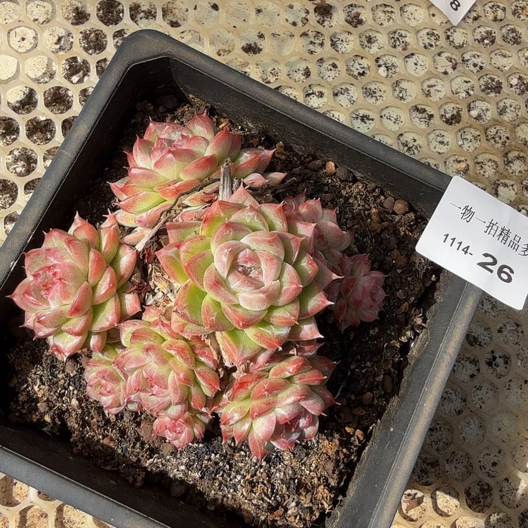 1114-26多肉一物一拍