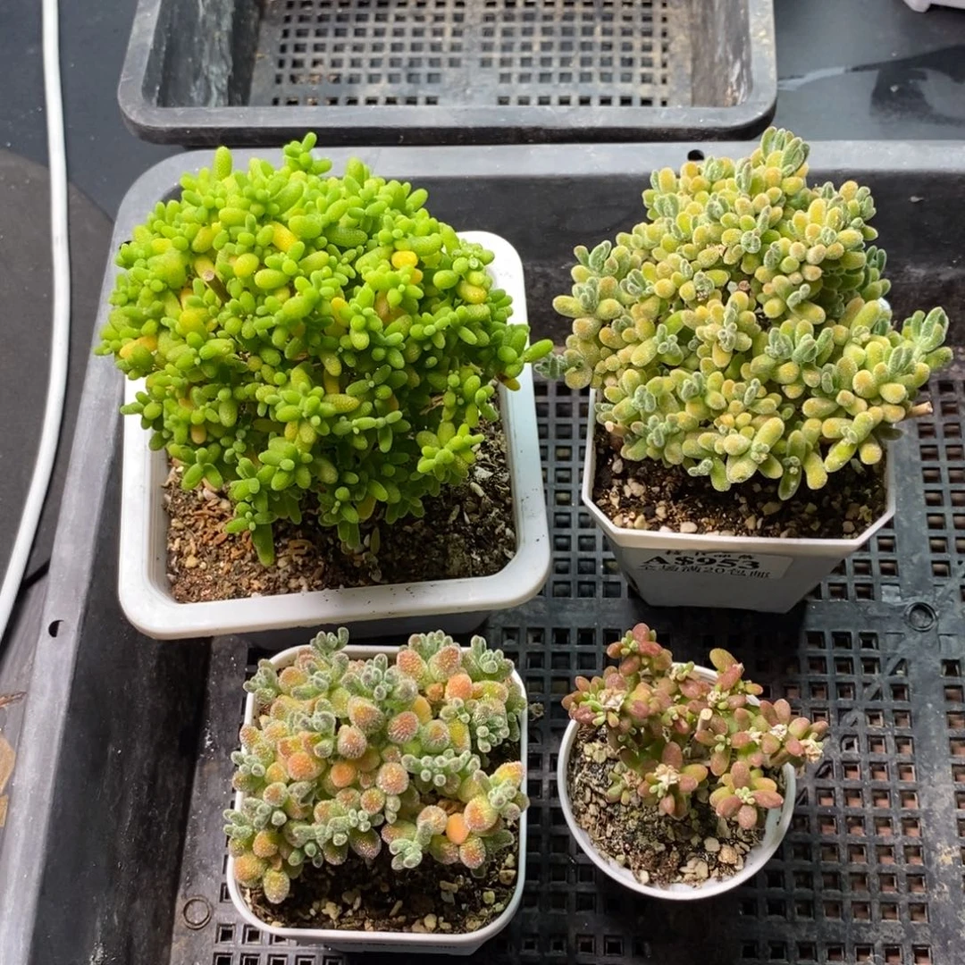 木***鱼955专拍 。