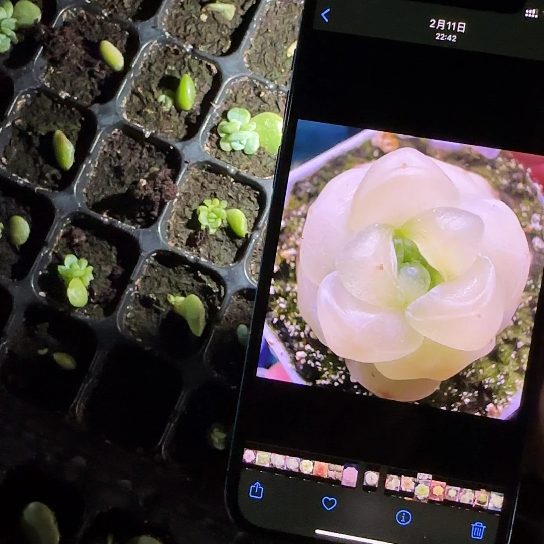 团子珍妮中苗穴一个满25包邮