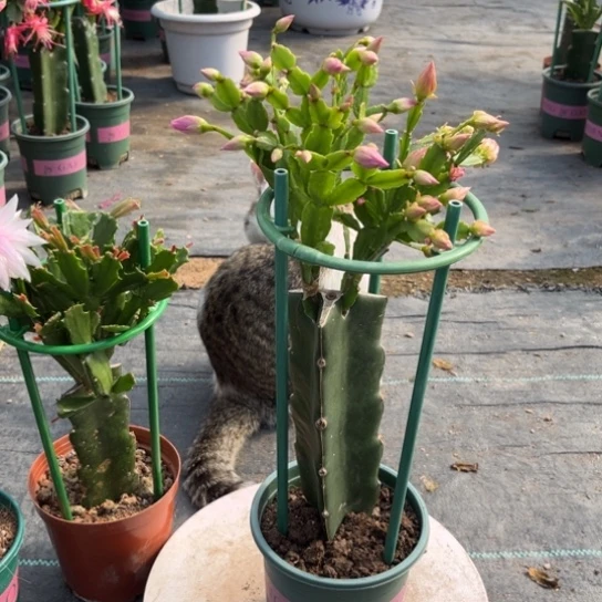 艾***@双色蟹爪兰福利苗0181