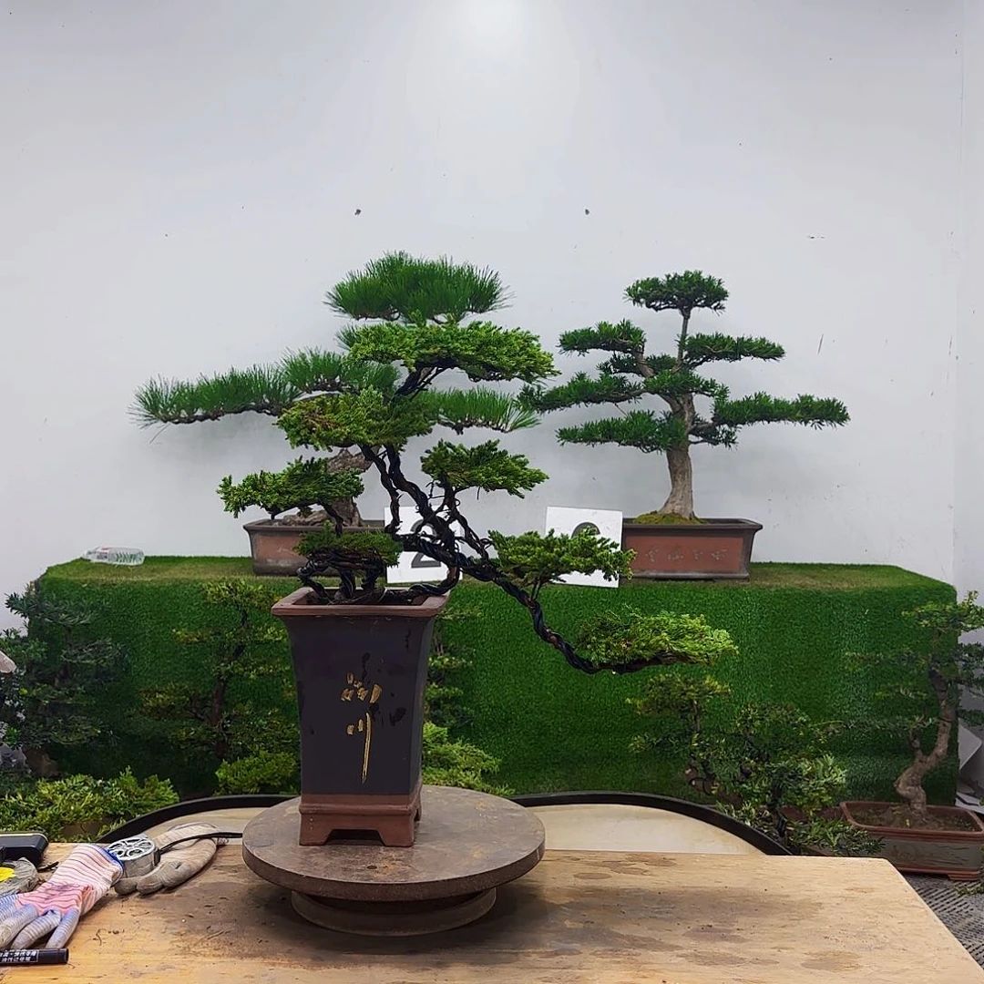 盆景盆景盆景盆景