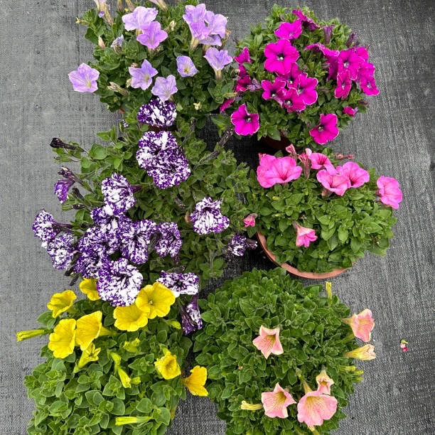 矮牵牛花苗盆栽带花百万小玲垂吊舞春花阳台花卉四季开花室外植物