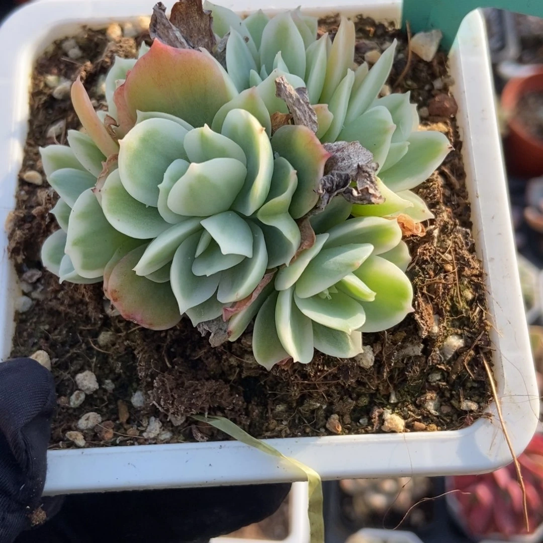 7024柠檬玫瑰锦多肉植物