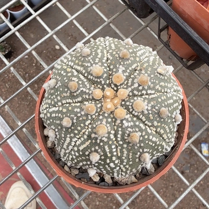 实生大兜单头7仙人球