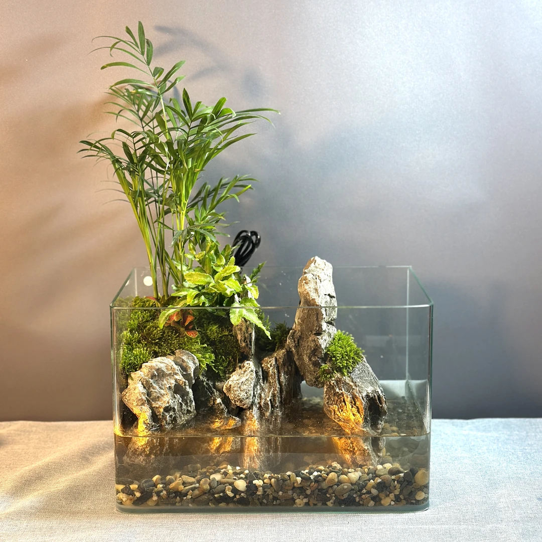 30*20*18凤尾竹桌面苔藓微景观客厅鱼缸山水赤楠成品水陆缸生态