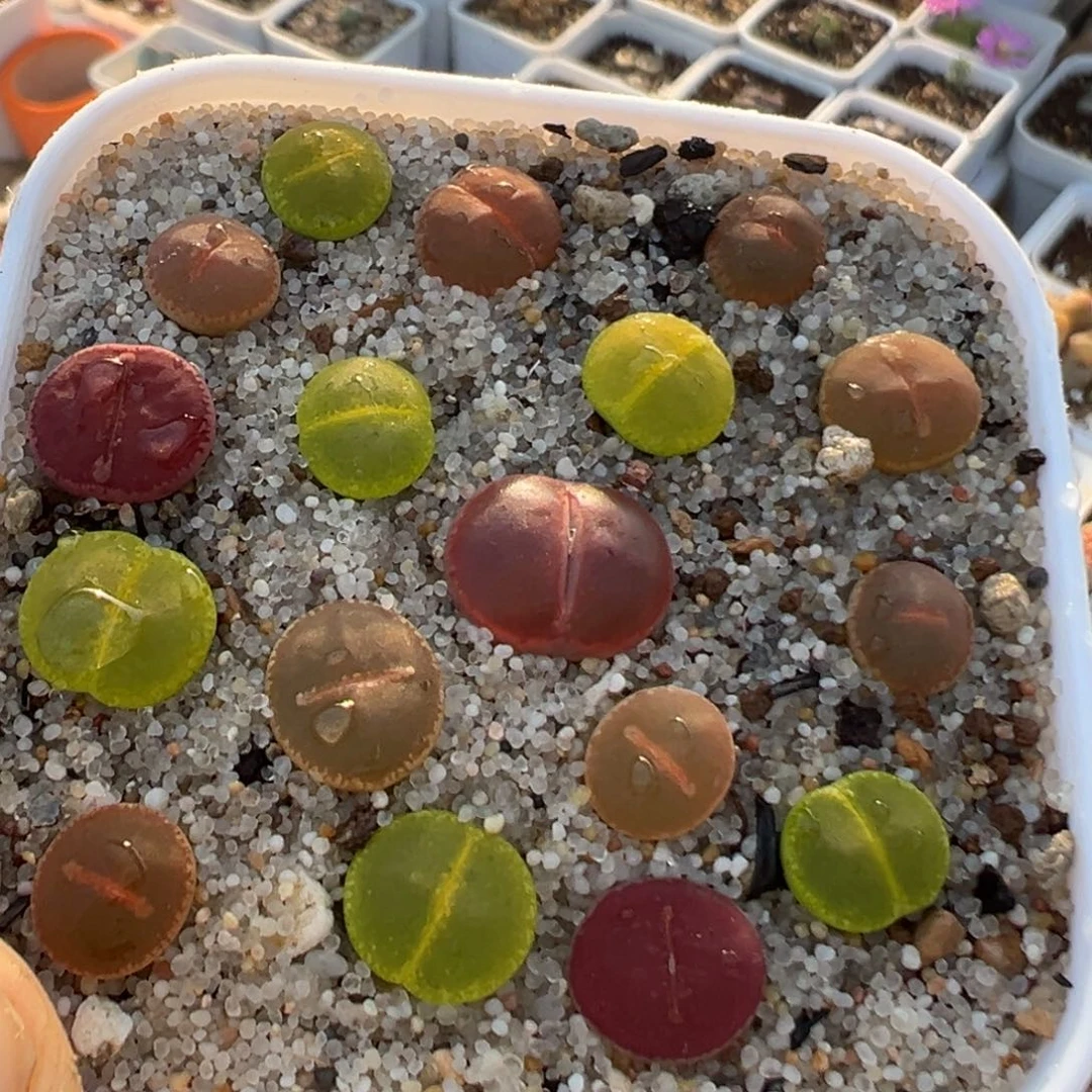 124多肉植物百科知识