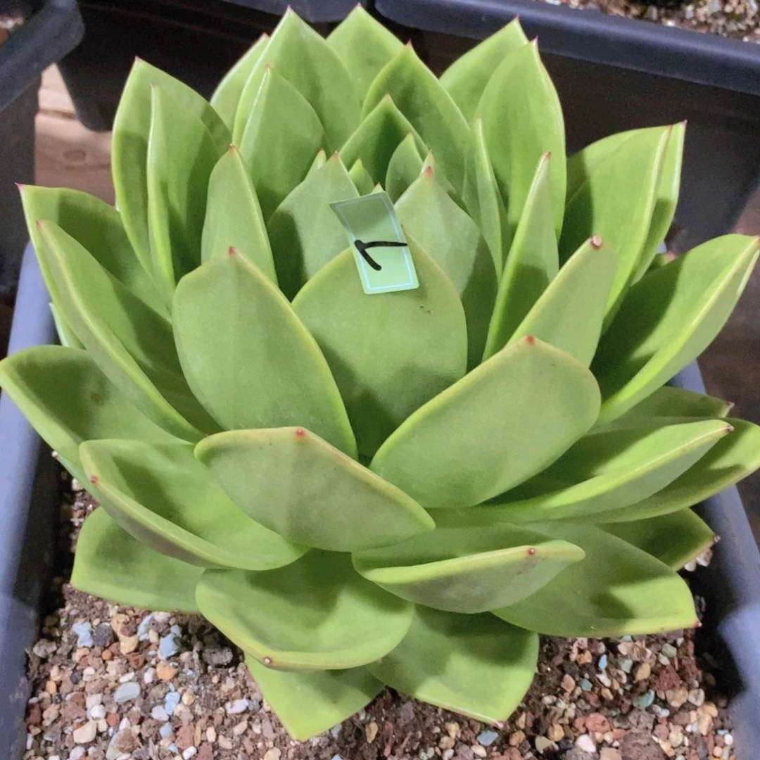 ?**阳福利翠花7