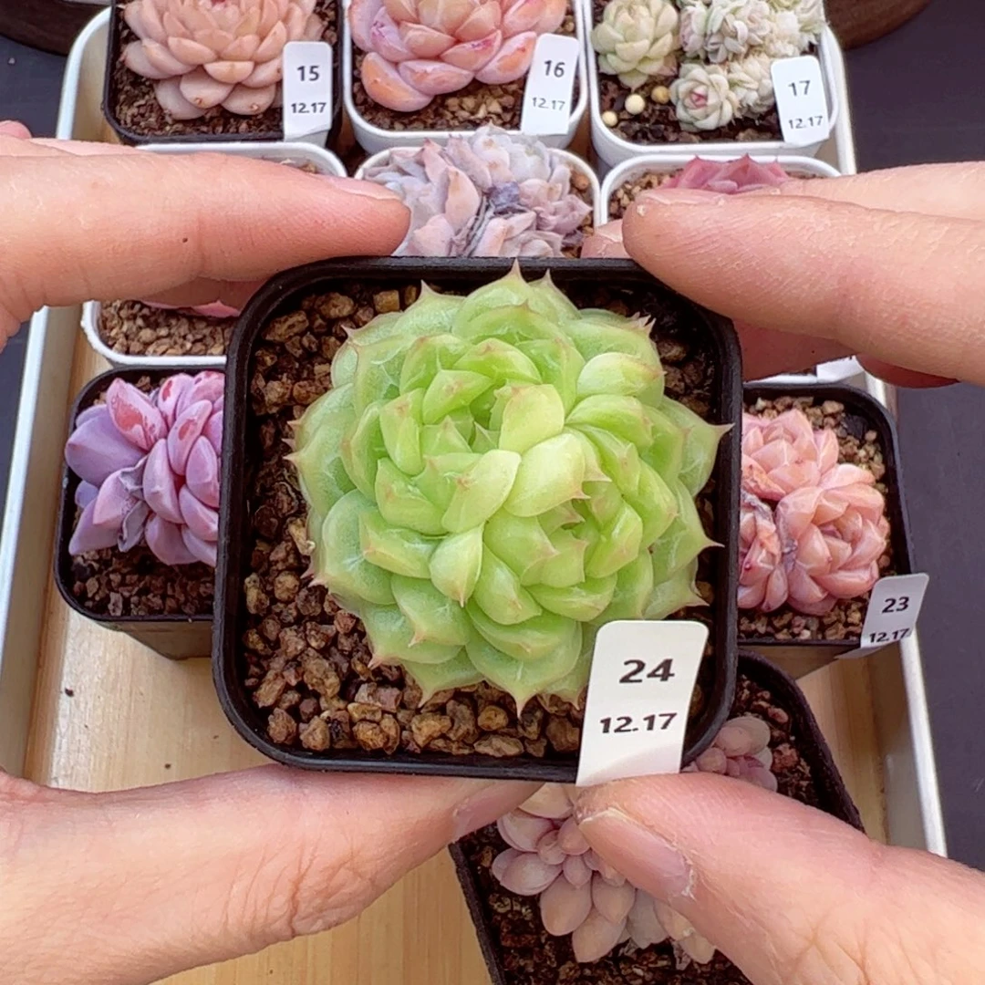 好好看24、哈哈哈哈