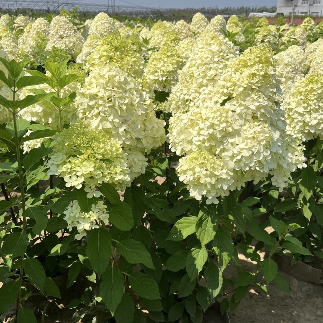 宝塔绣球五年老桩从生盆栽苗东北耐寒花卉绿植庭院别墅花海