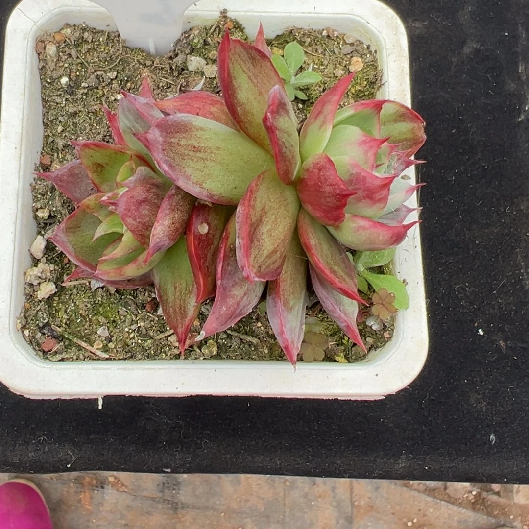 惊鸿仙子多肉植物