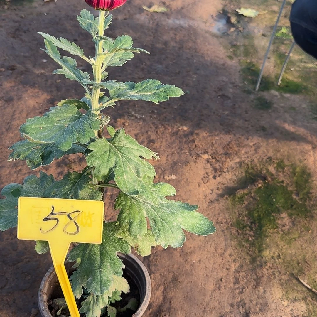 J***X大部分花苞少量开放58花神