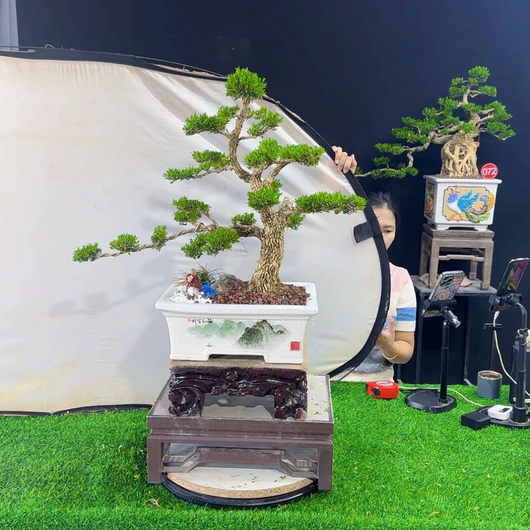 当前无花朵，栽培后可花朵