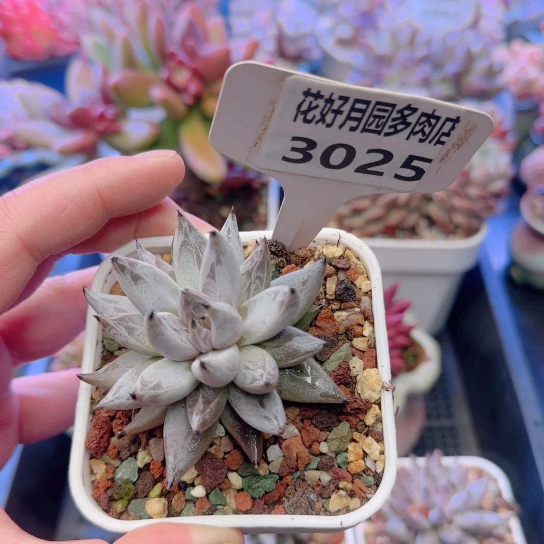 多肉3025…………………………