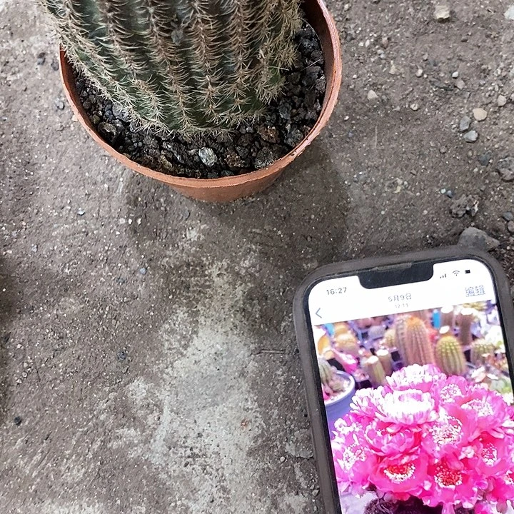 粉红女郎，高7公分左右