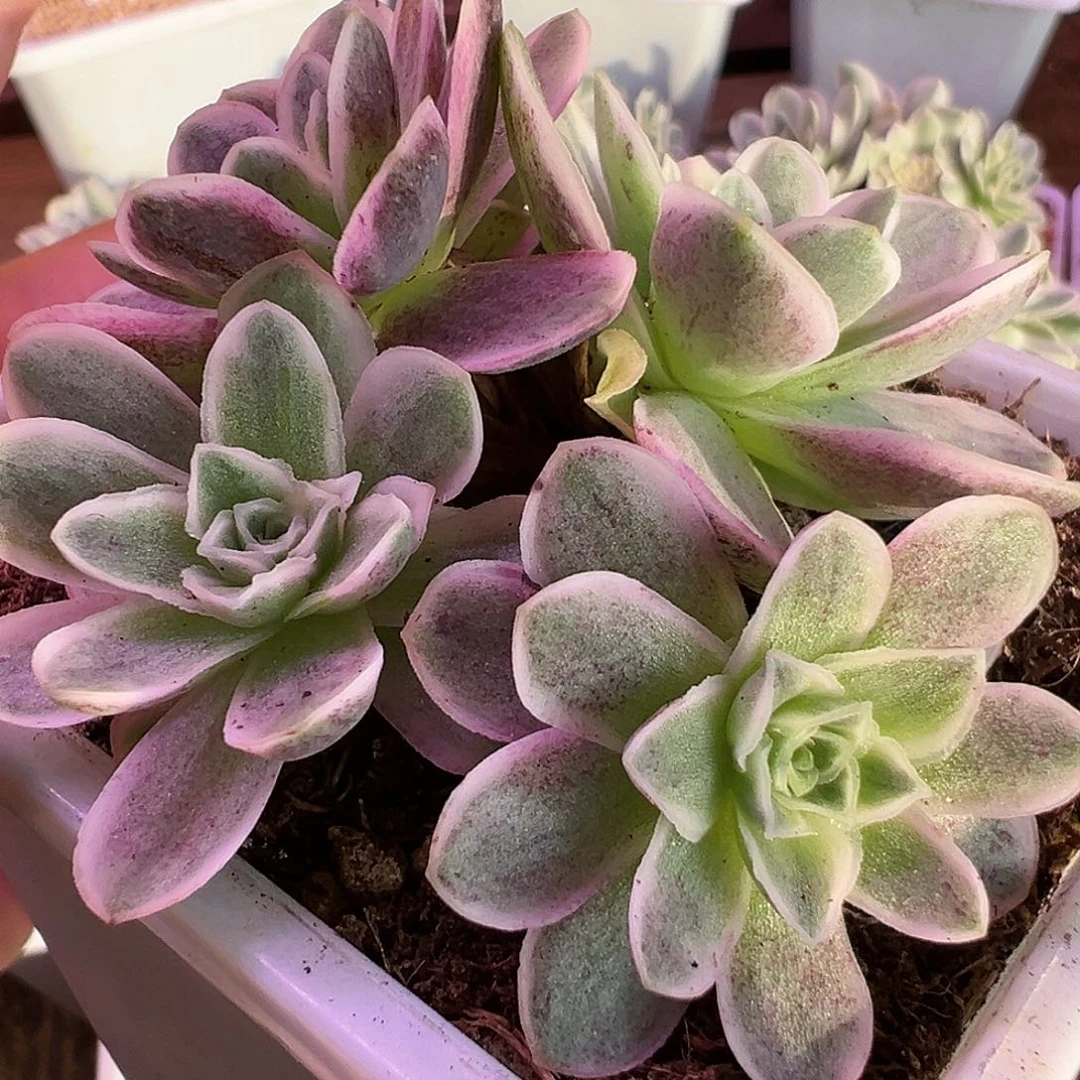 山地玫瑰锦秋夕1240号