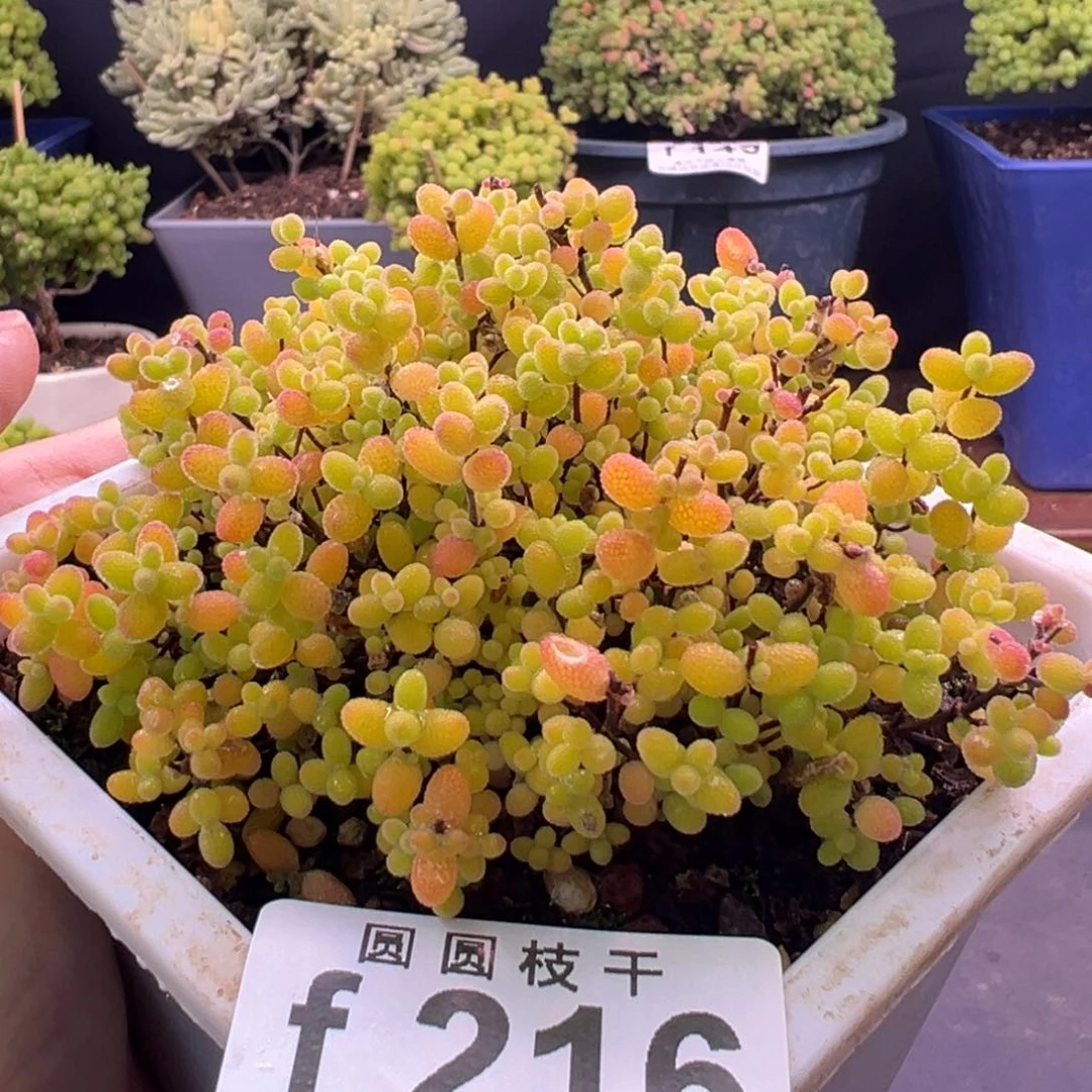 216蜜桔糖球一物一拍