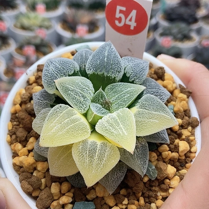 54萩原磨面锦111111