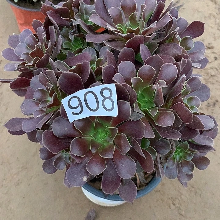 无花朵908欧子多肉