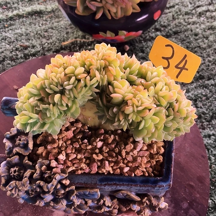 星娜塔34号码牌子的话题了