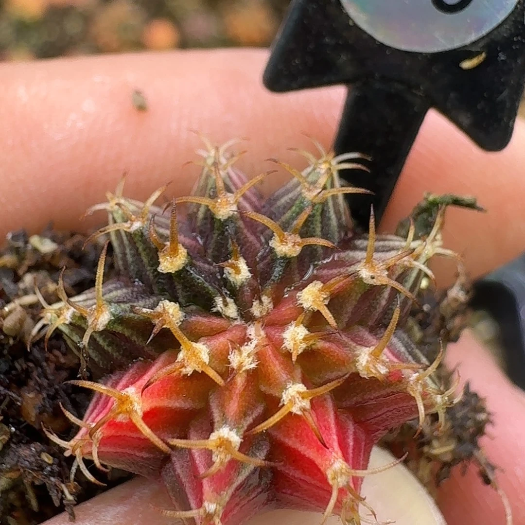 米哈实生自然锦76