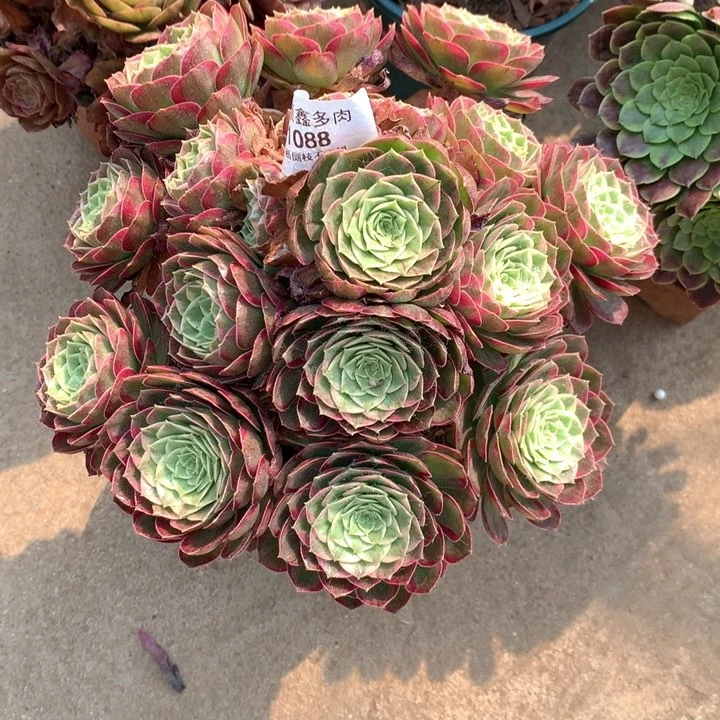 1088莲花多肉植物特价不售后