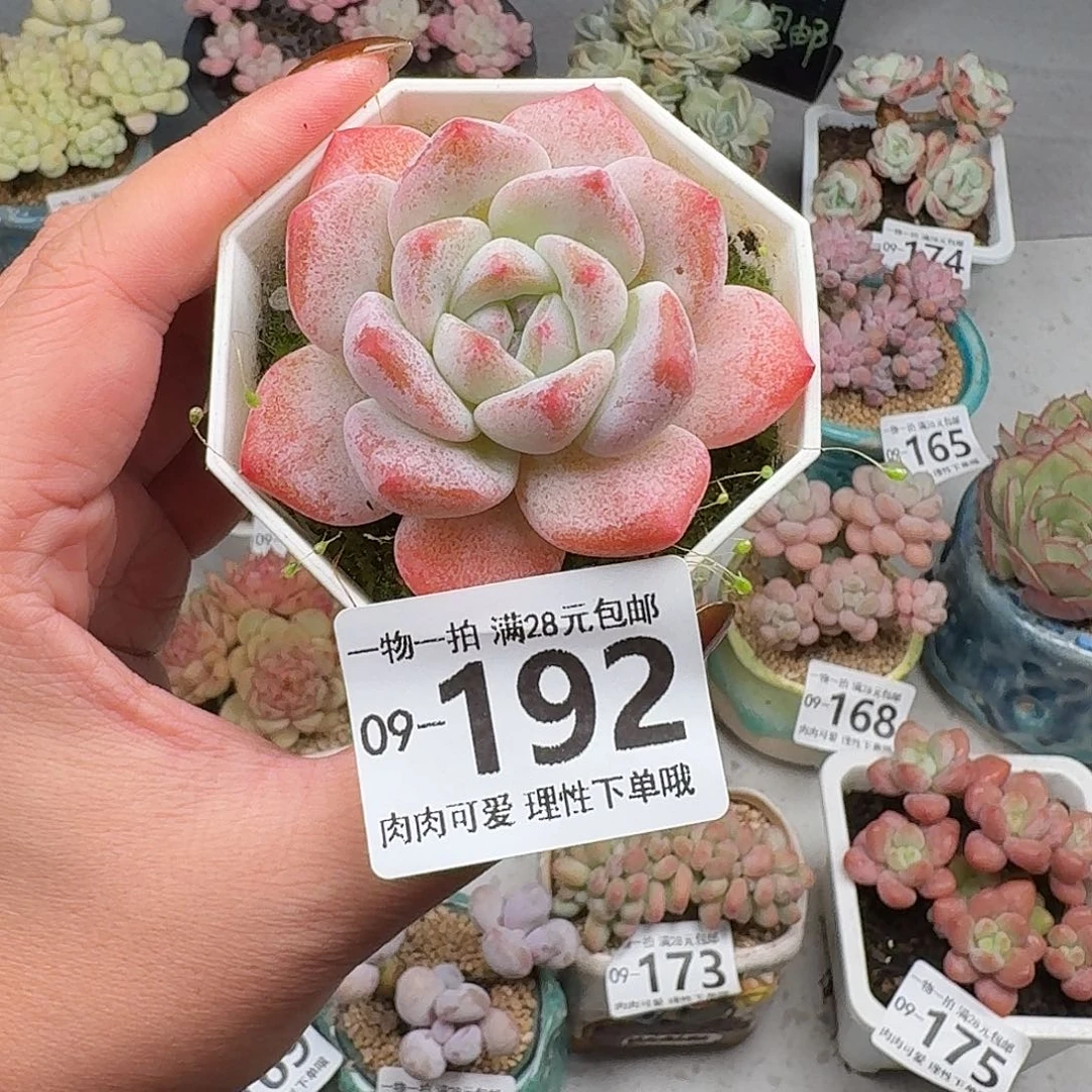 奶芙无盆土发货无盆土发货无盆