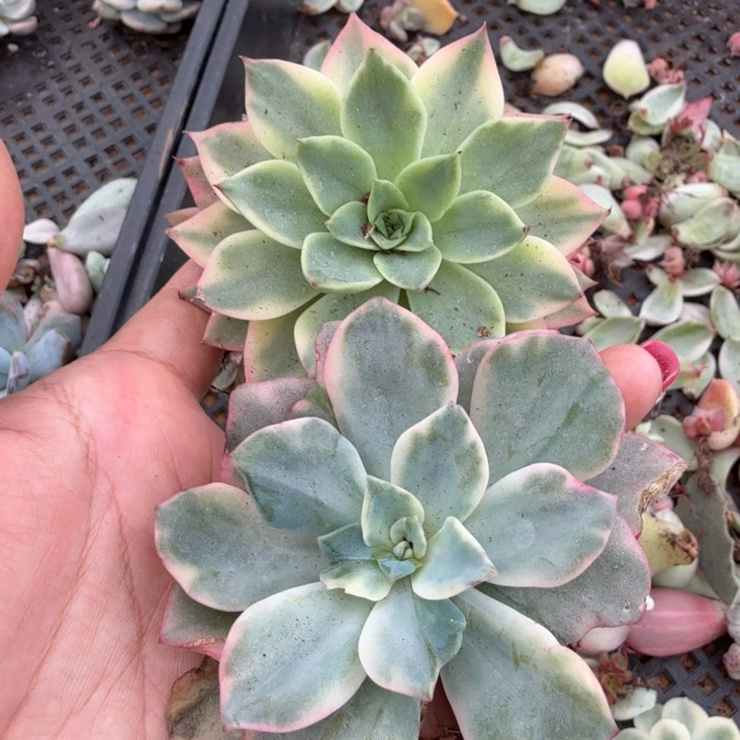 一组的推进腹欧你锦一颗多肉