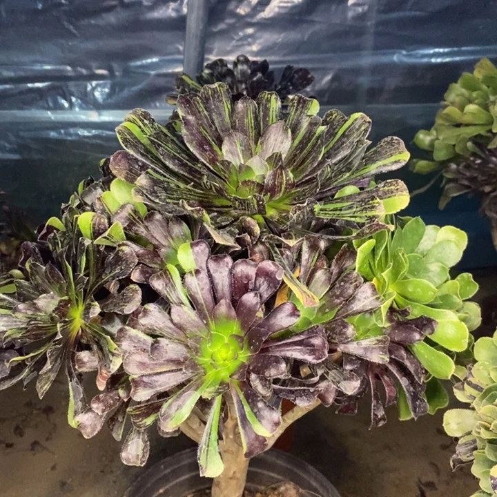 爱***诺水墨丹青多肉植物055