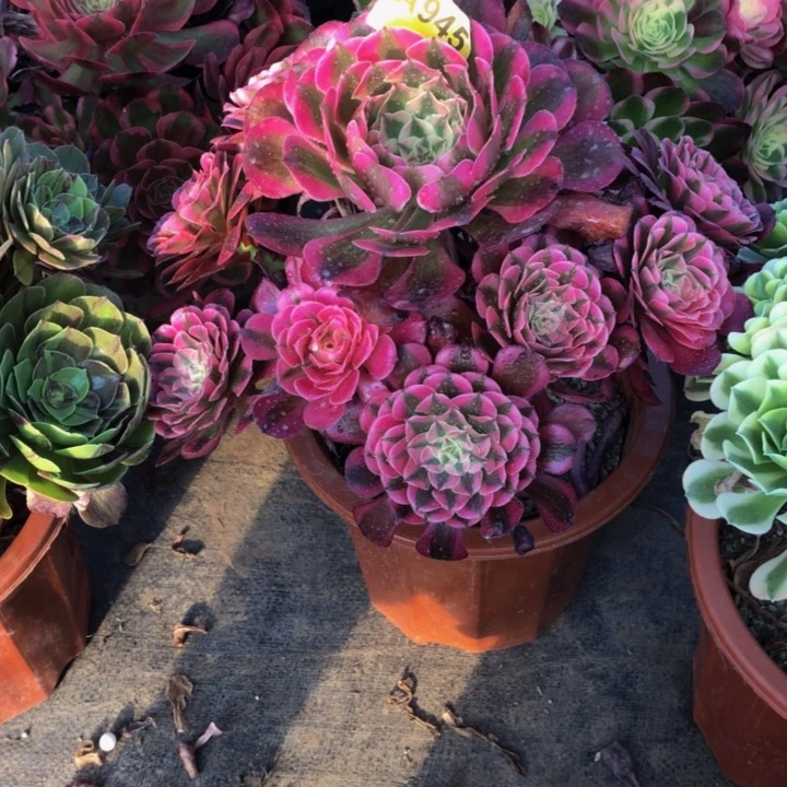 红同白多肉94500000000