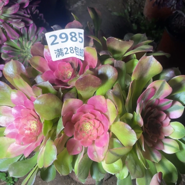 伊*2985一号棚雅典娜C