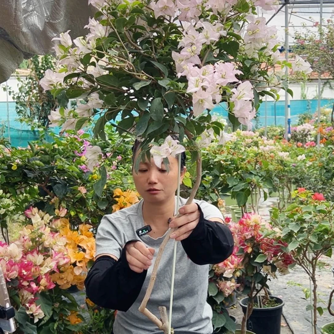 来***芳大部分花苞少量开放D31丽娜