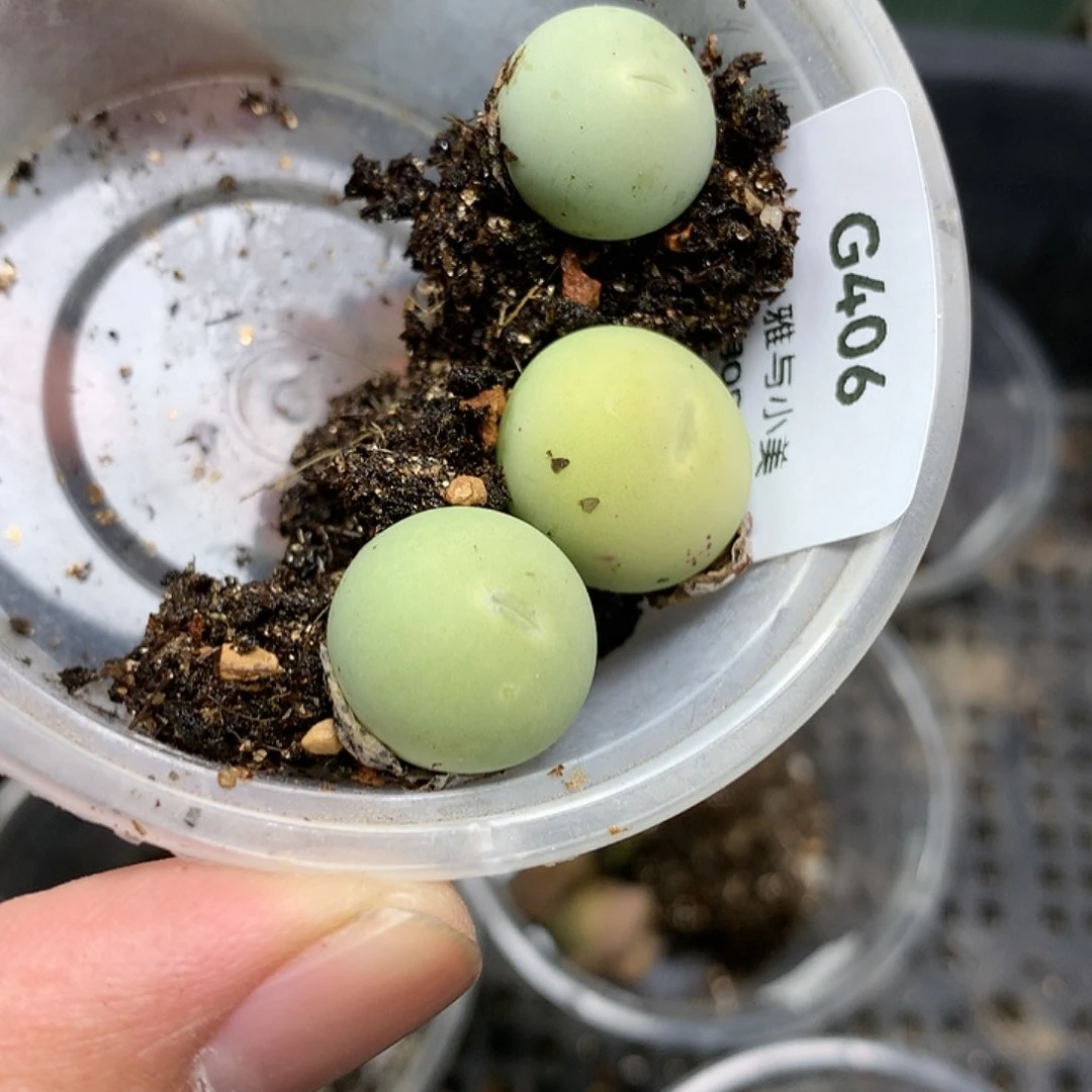 G406多肉植物保护