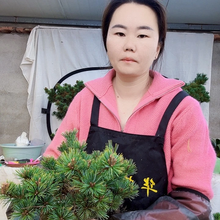 无花朵罗汉松是我国著名