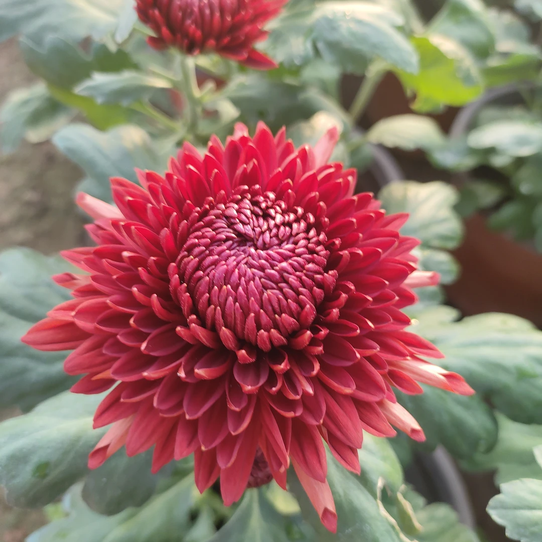 九月菊【赤焰莲菊花】菊花土球发货不售后