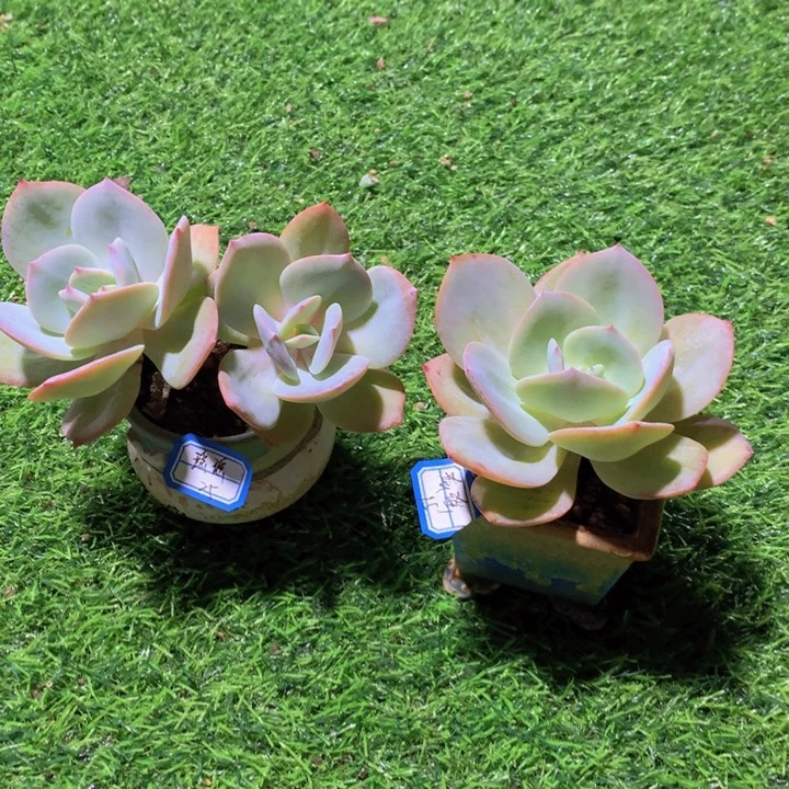 瑶***瑶瑶瑶       2花