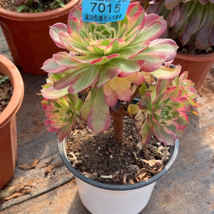 海王7015多肉植物