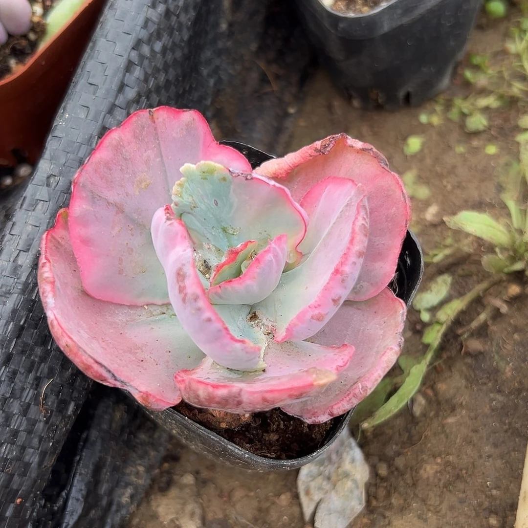 多肉植物多肉植物