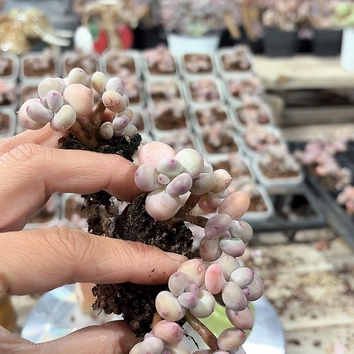 艾*c b c x c h h c f f g 026