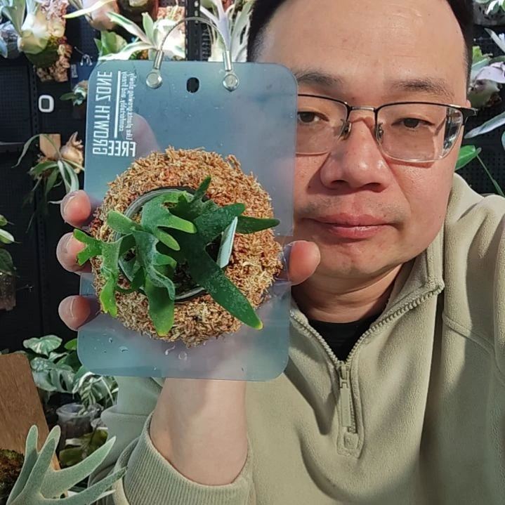 细菌鹿角蕨孢子苗上板