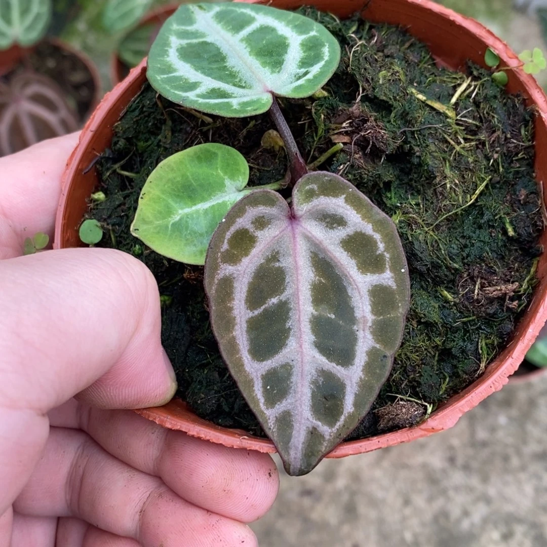 无花朵nse红水晶花烛小