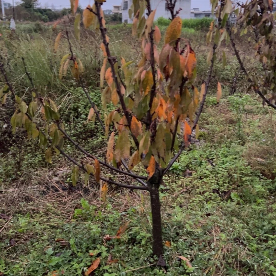 生***驴当前无花栽培后可以开花彝族舞曲:一物一拍大树