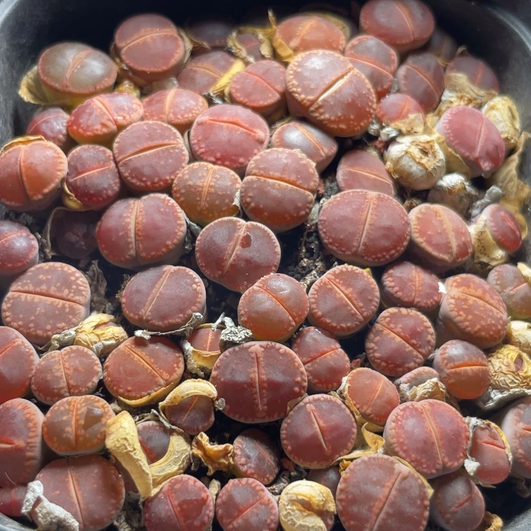 今晚大盆特价更新～好多