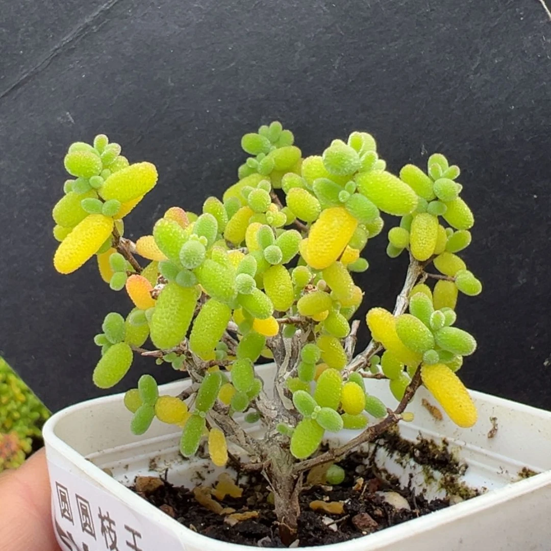 【闪购商品】dy6118精控老桩冰糖