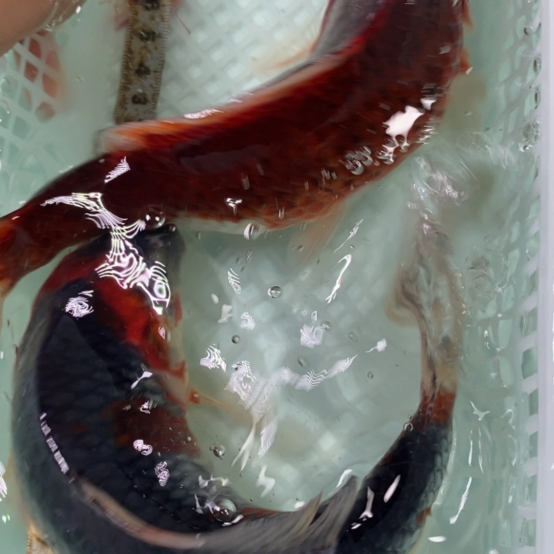 锦鲤冷水锦鲤包邮