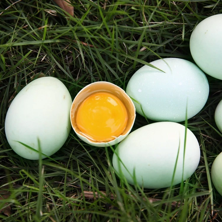 农家散养绿壳乌鸡蛋30/50枚