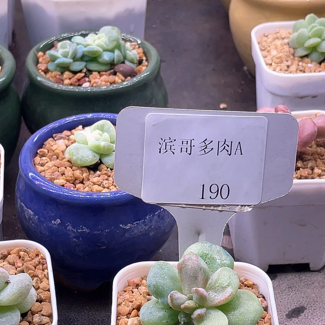 喵***玲滨哥多肉A190冰玉石化带盆
