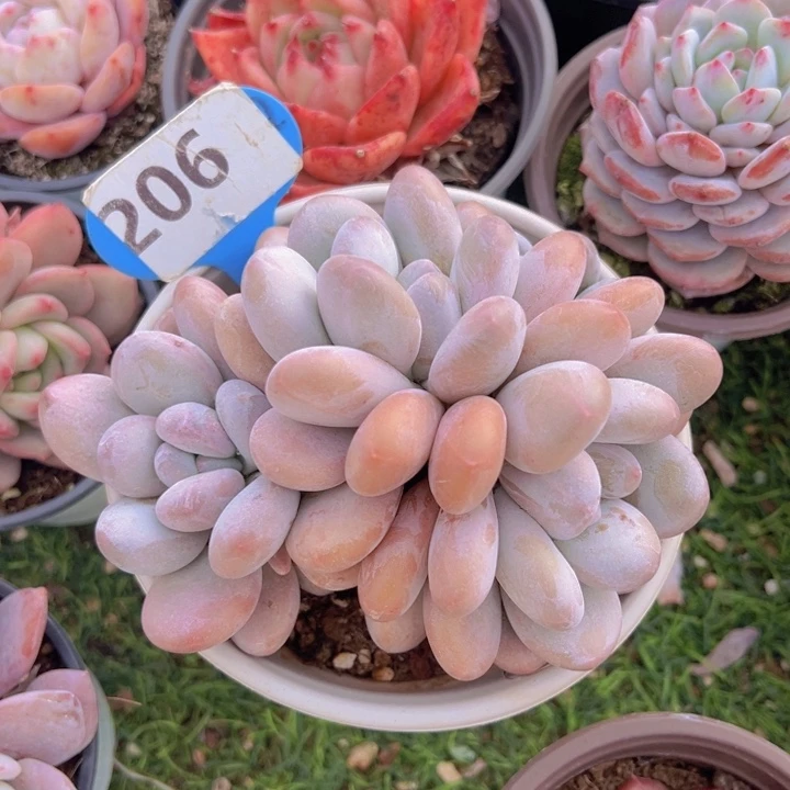 健健康康平平安安