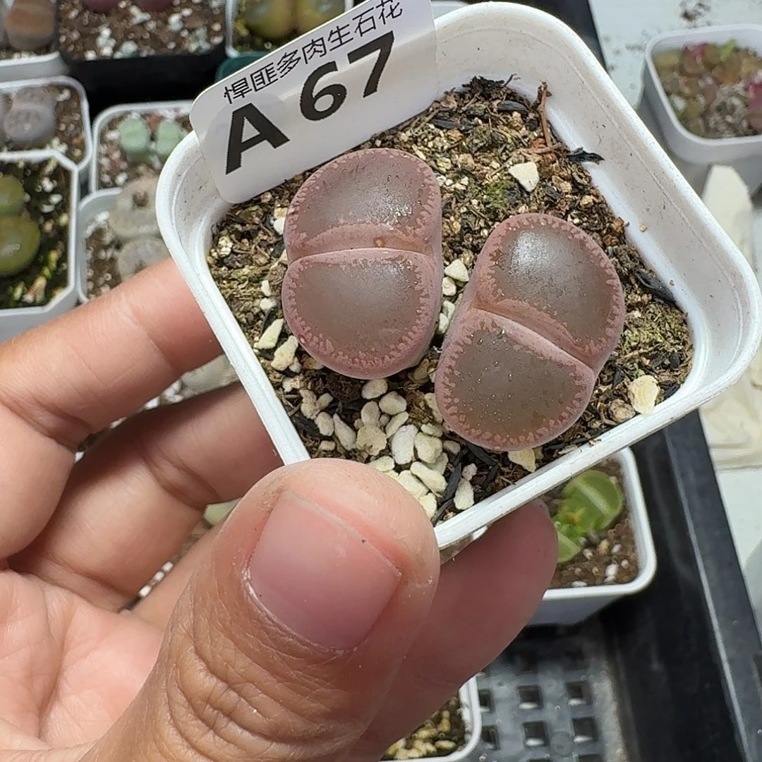 67多肉植物多肉植物