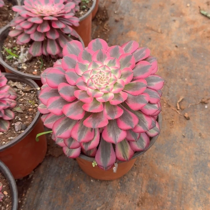 粉体红铜壶啊啊啊