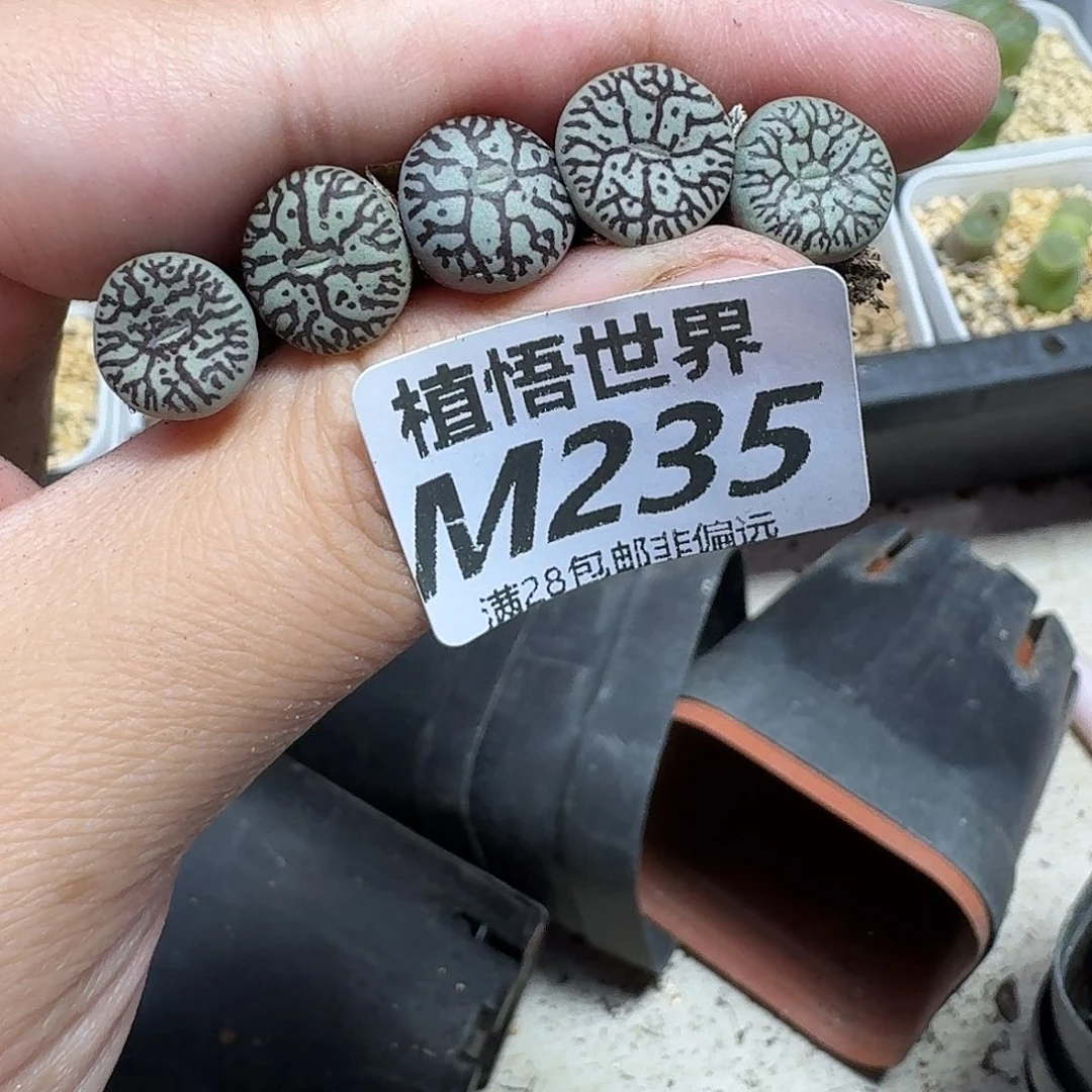 多肉植物的人生fhh